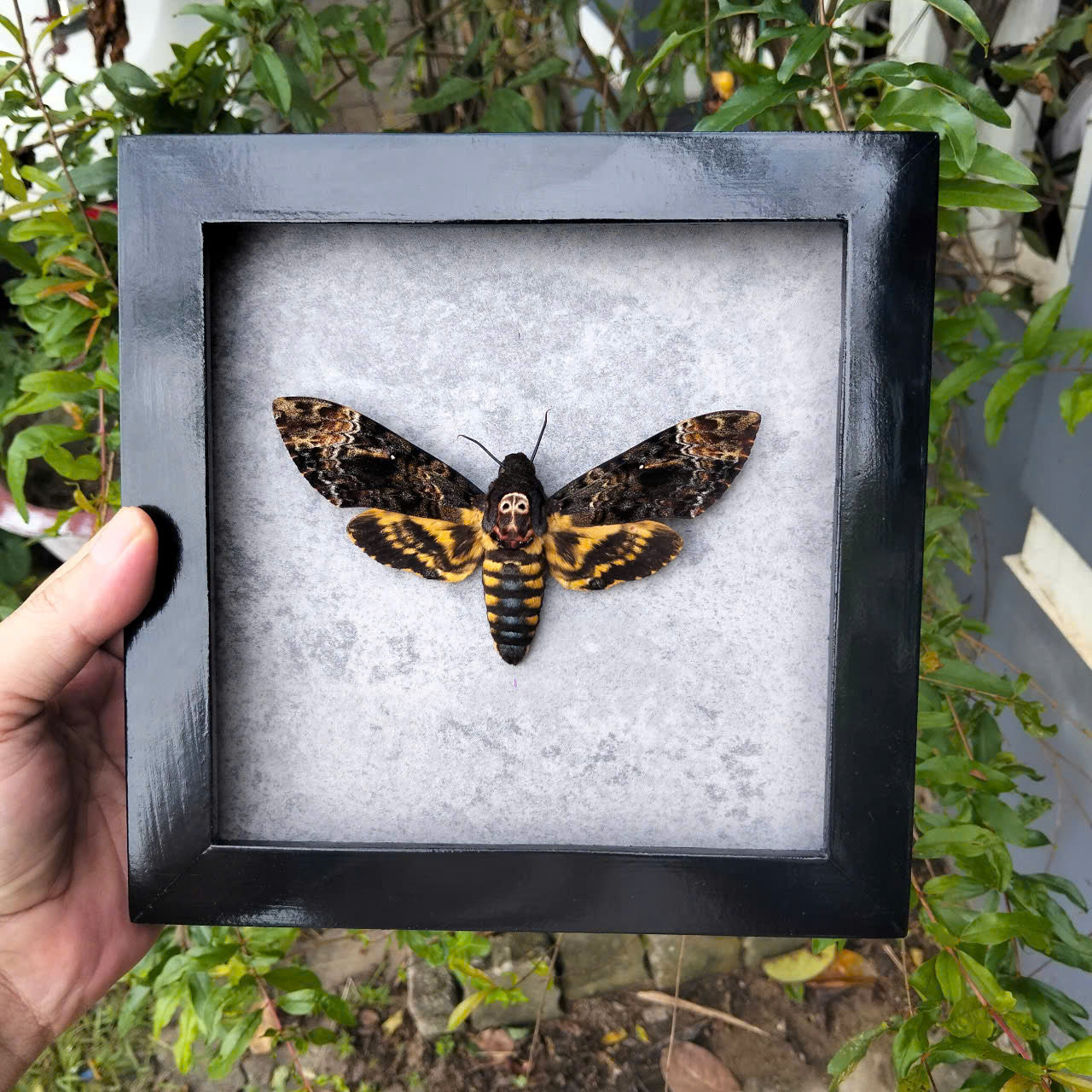 Vietnam Death's Head Moth Frame Sales - Real Skull Moth in Insect Shadow Box