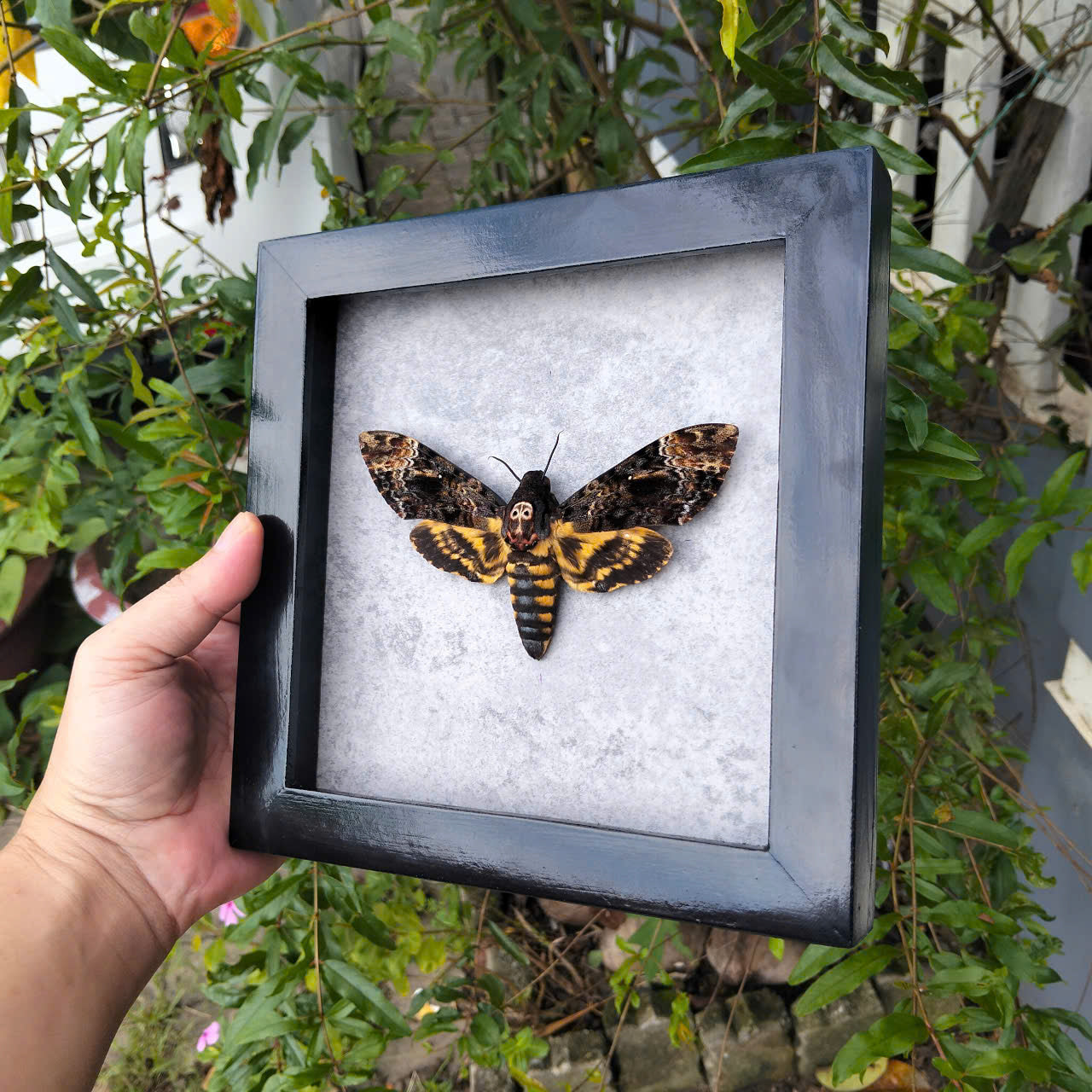 Vietnam Death's Head Moth Frame Sales - Real Skull Moth in Insect Shadow Box