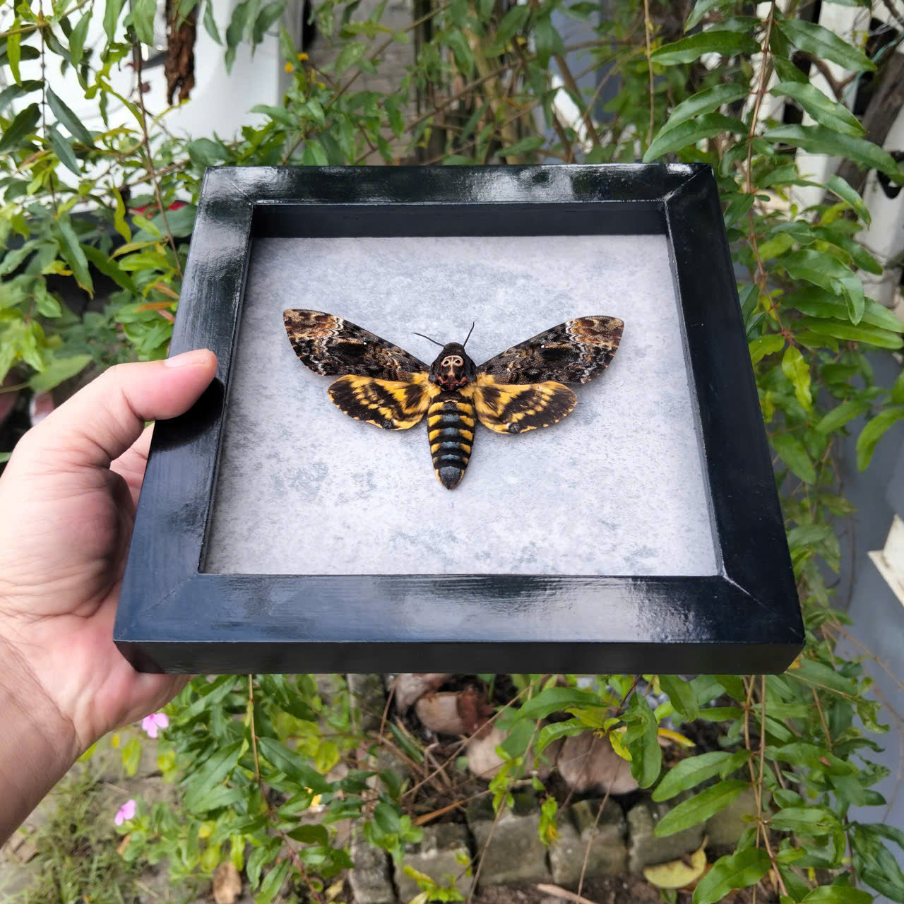 Vietnam Death's Head Moth Frame Sales - Real Skull Moth in Insect Shadow Box