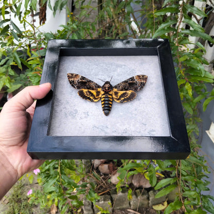 Vietnam Death's Head Moth Frame Sales - Real Skull Moth in Insect Shadow Box