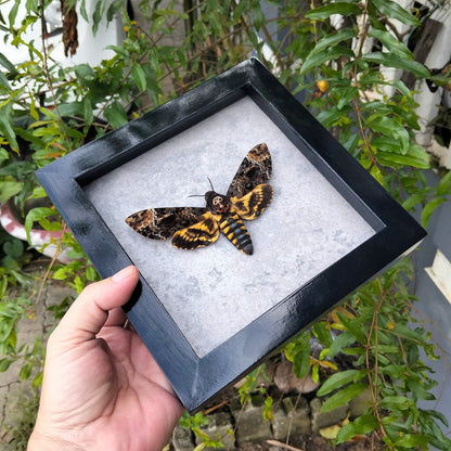 Vietnam Death's Head Moth Frame Sales - Real Skull Moth in Insect Shadow Box