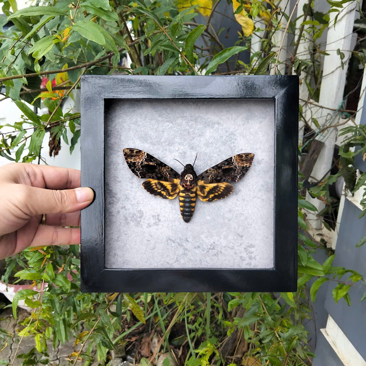 Vietnam Death's Head Moth Frame Sales - Real Skull Moth in Insect Shadow Box