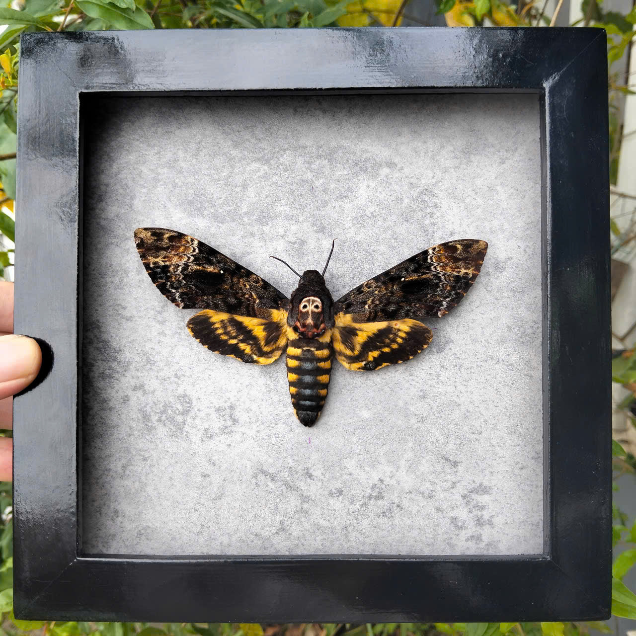 Vietnam Death's Head Moth Frame Sales - Real Skull Moth in Insect Shadow Box