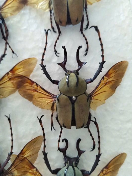 Dicranocephalus Wallichii Beetle – 1 pcs Wings spread, long horns| Metallic Dried Specimens | Rutelinae Taxidermy Oddities