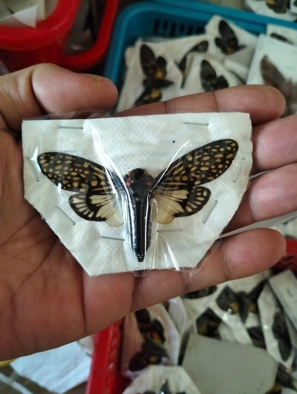 Cicadidae Talainga binghami | Spread Wings Dried Specimen | Insect Taxidermy Oddities | Spread Wings Dried Specimen | Insect Taxidermy Oddities