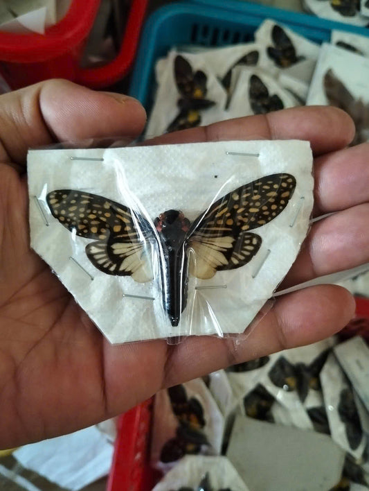 Cicadidae Talainga binghami | Spread Wings Dried Specimen | Insect Taxidermy Oddities | Spread Wings Dried Specimen | Insect Taxidermy Oddities