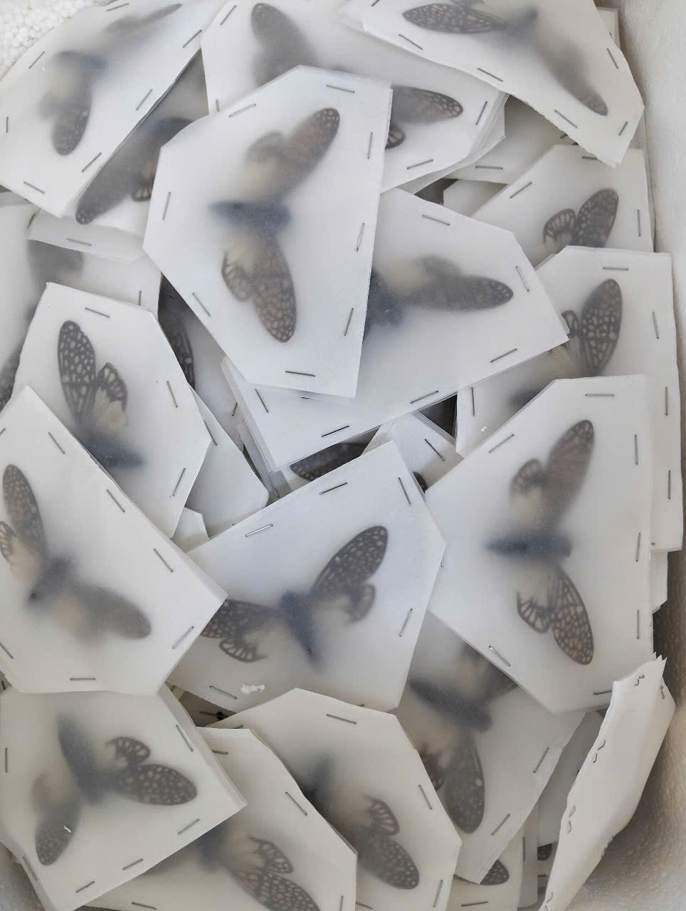 Cicadidae Talainga binghami | Spread Wings Dried Specimen | Insect Taxidermy Oddities | Spread Wings Dried Specimen | Insect Taxidermy Oddities