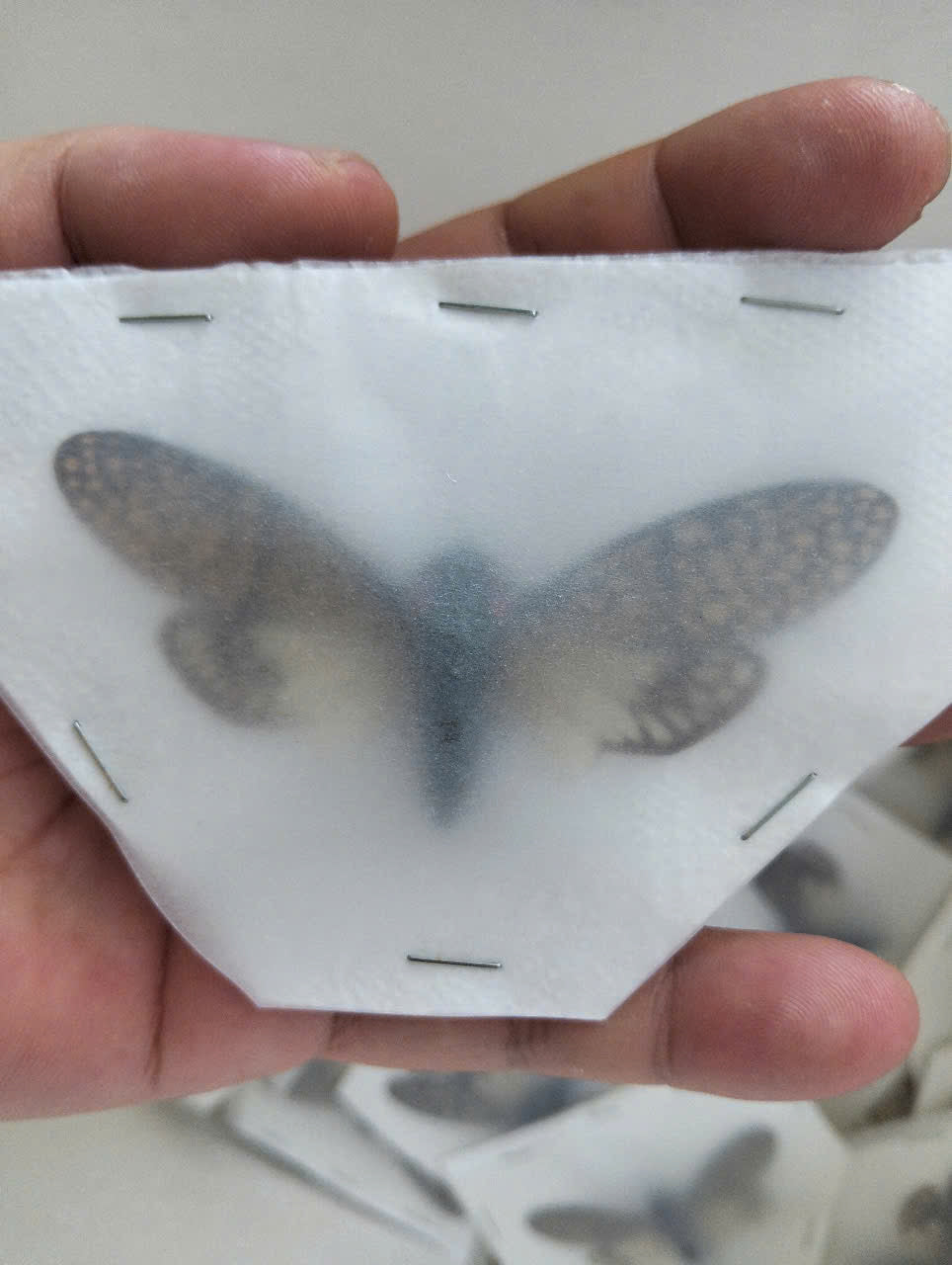 Cicadidae Talainga binghami | Spread Wings Dried Specimen | Insect Taxidermy Oddities | Spread Wings Dried Specimen | Insect Taxidermy Oddities