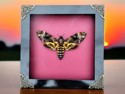 Gothic Wall Décor - Handmade Death Head Moth Frame, Unique Vietnam Butterfly Taxidermy Art