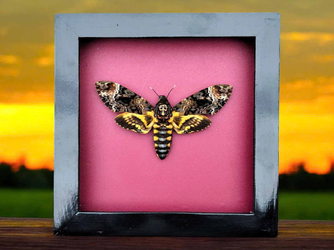 Gothic Wall Décor - Handmade Death Head Moth Frame, Unique Vietnam Butterfly Taxidermy Art