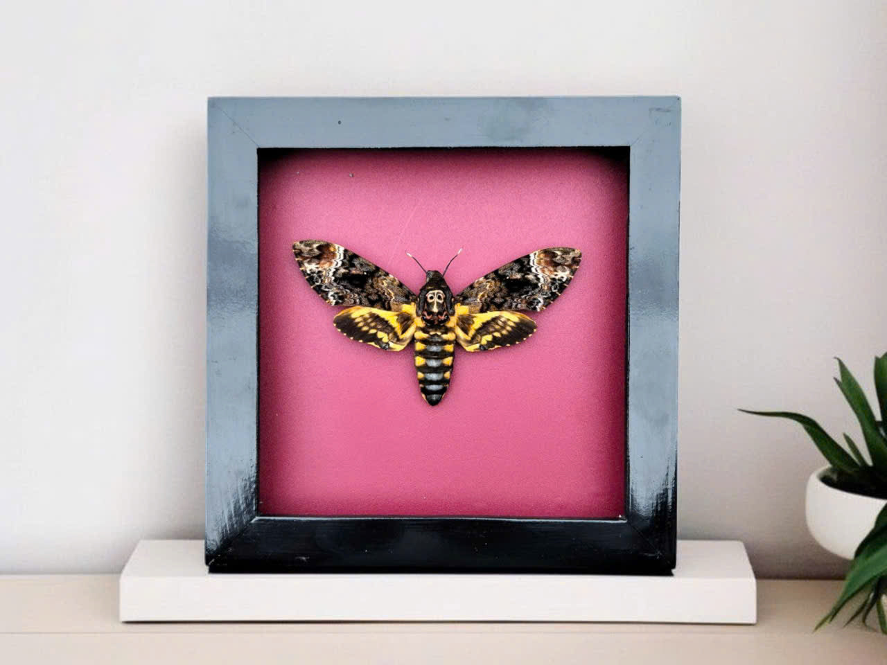 Gothic Wall Décor - Handmade Death Head Moth Frame, Unique Vietnam Butterfly Taxidermy Art