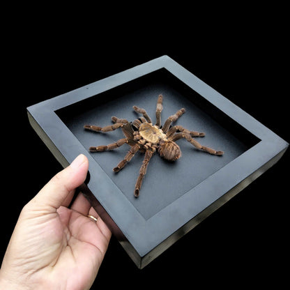 Vietnam Tarantula Frame - Gothic Wall Decor, Handmade Unique Insect Display of Artistic Taxidermy (in US)