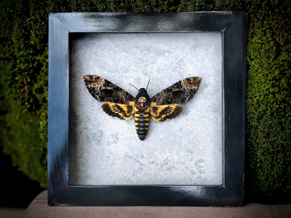 Vietnam Death's Head Moth Frame Sales - Real Skull Moth in Insect Shadow Box