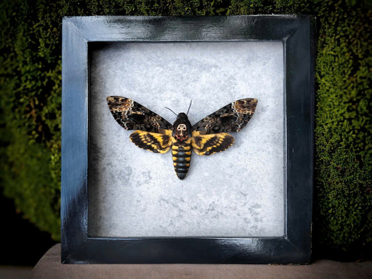 Vietnam Death's Head Moth Frame Sales - Real Skull Moth in Insect Shadow Box