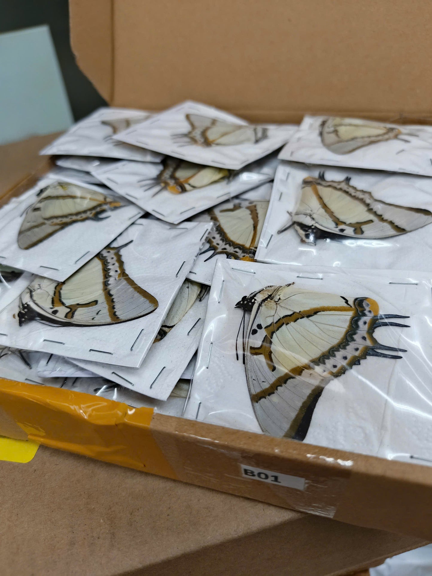 Polyura eudamippus – Great Nawab Butterfly | wings closed (unspread) Display| Dried Taxidermy Specimen for Art, Science, Collection, Oddities Display