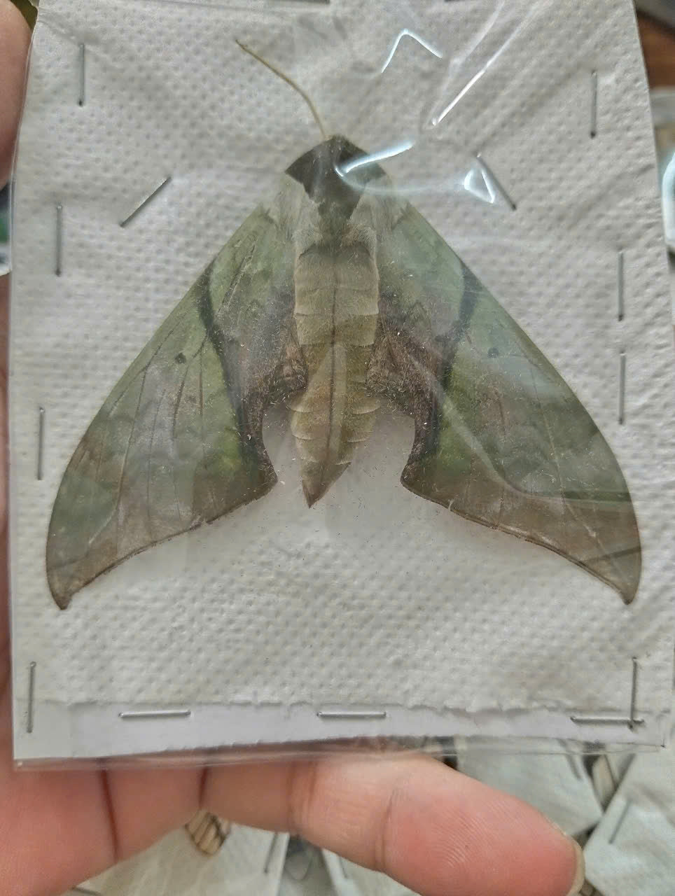 Callambulyx rubricosa – Pink and Green Hawkmoth | wings closed (unspread) Display| Dried Taxidermy Specimen for Art, Science, Collection, Oddities Display