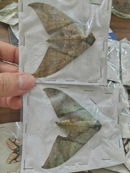 Callambulyx rubricosa – Pink and Green Hawkmoth | wings closed (unspread) Display| Dried Taxidermy Specimen for Art, Science, Collection, Oddities Display