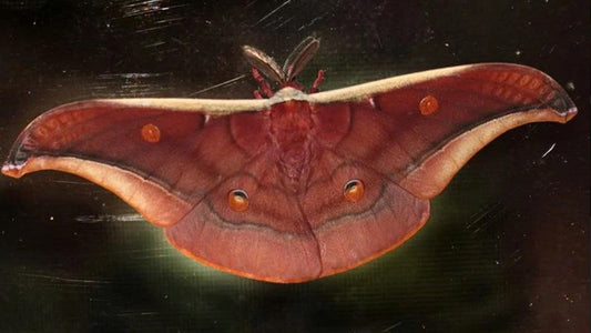 Antheraea assamensis – Muga Silkmoth| wings closed (unspread) Display| Dried Taxidermy Specimen for Art, Science, Collection, Oddities Display