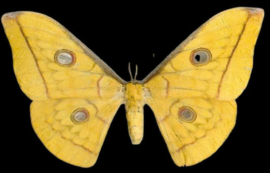 Antheraea frithi from pupa – Female Yellow Emperor Silkmoth | wings closed (unspread) Display| Dried Taxidermy Specimen for Art, Science, Collection, Oddities Display