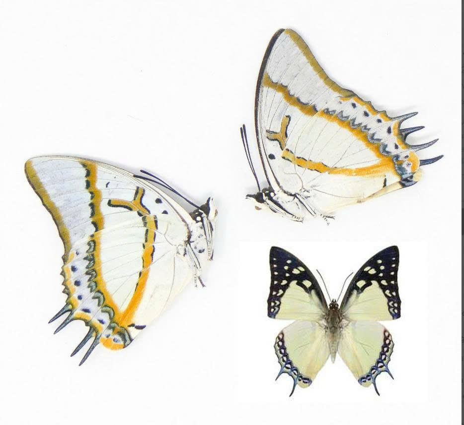 Polyura eudamippus – Great Nawab Butterfly | wings closed (unspread) Display| Dried Taxidermy Specimen for Art, Science, Collection, Oddities Display
