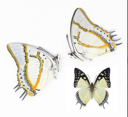 Polyura eudamippus – Great Nawab Butterfly | wings closed (unspread) Display| Dried Taxidermy Specimen for Art, Science, Collection, Oddities Display