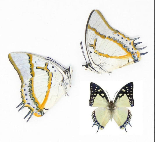 Polyura eudamippus – Great Nawab Butterfly | wings closed (unspread) Display| Dried Taxidermy Specimen for Art, Science, Collection, Oddities Display