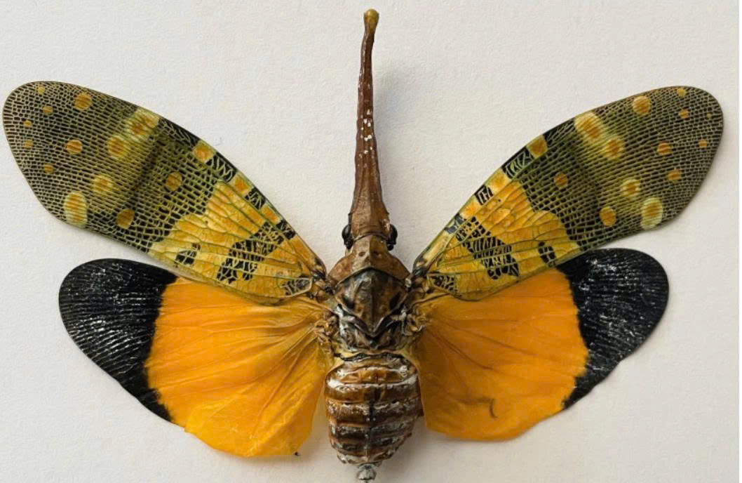 Pyrops candelaria – Lanternfly | Spread Wings Display Specimen| Dried Taxidermy Specimen for Art, Science, Collection, Oddities Display