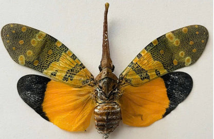 Pyrops candelaria – Lanternfly | Spread Wings Display Specimen| Dried Taxidermy Specimen for Art, Science, Collection, Oddities Display