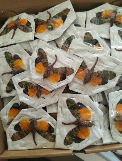 Pyrops candelaria – Lanternfly | Spread Wings Display Specimen| Dried Taxidermy Specimen for Art, Science, Collection, Oddities Display