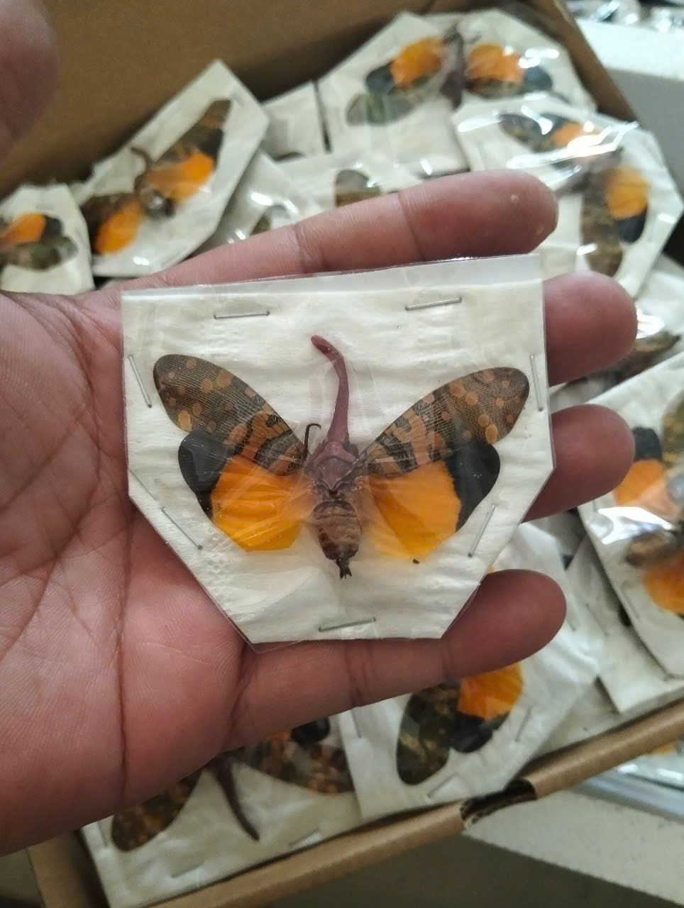 Pyrops candelaria – Lanternfly | Spread Wings Display Specimen| Dried Taxidermy Specimen for Art, Science, Collection, Oddities Display