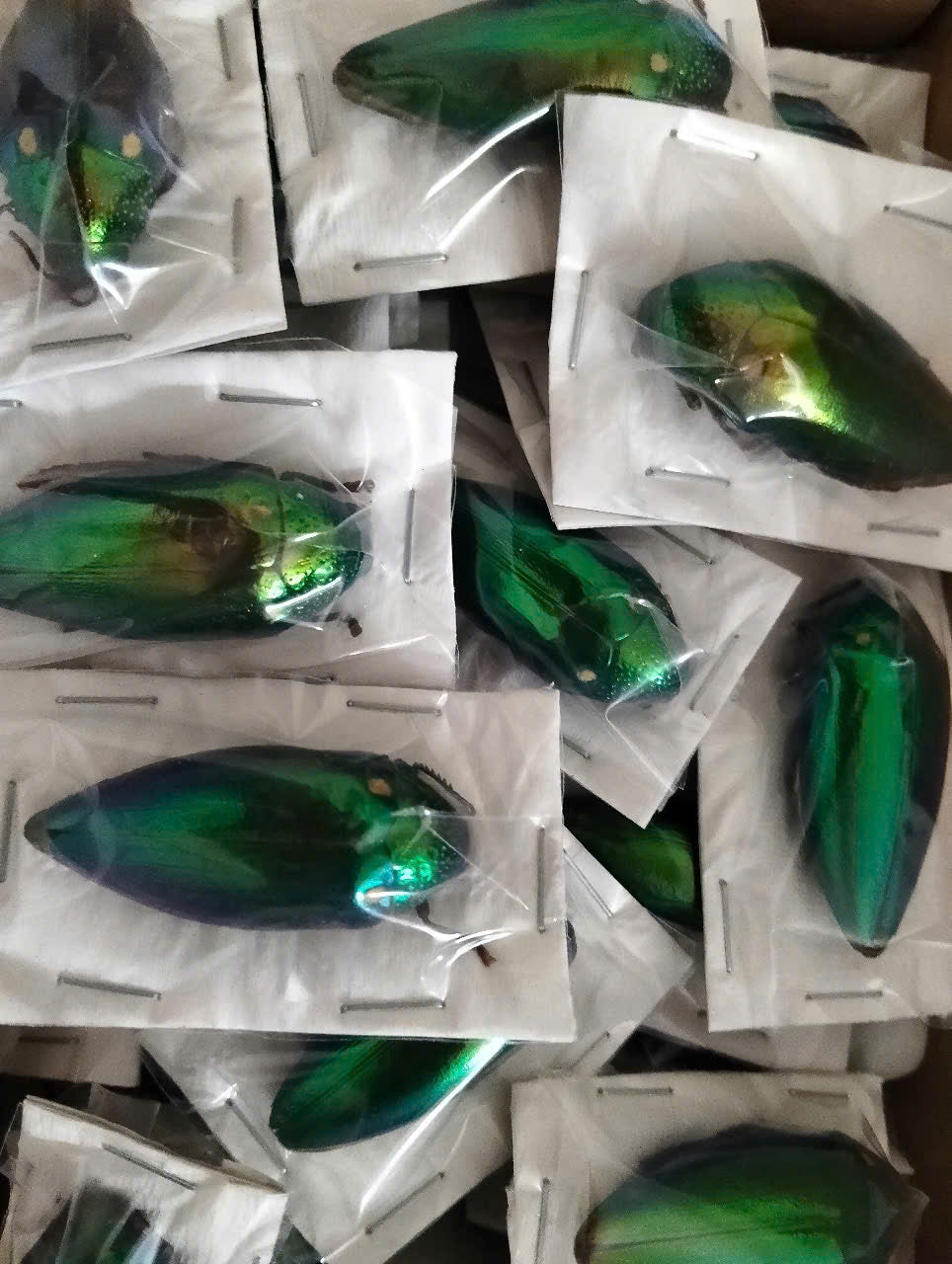 Sternocera aequisignata – Jewel Beetle | Closed Wings Specimen| Dried Taxidermy Specimen for Art, Science, Collection, Oddities Display