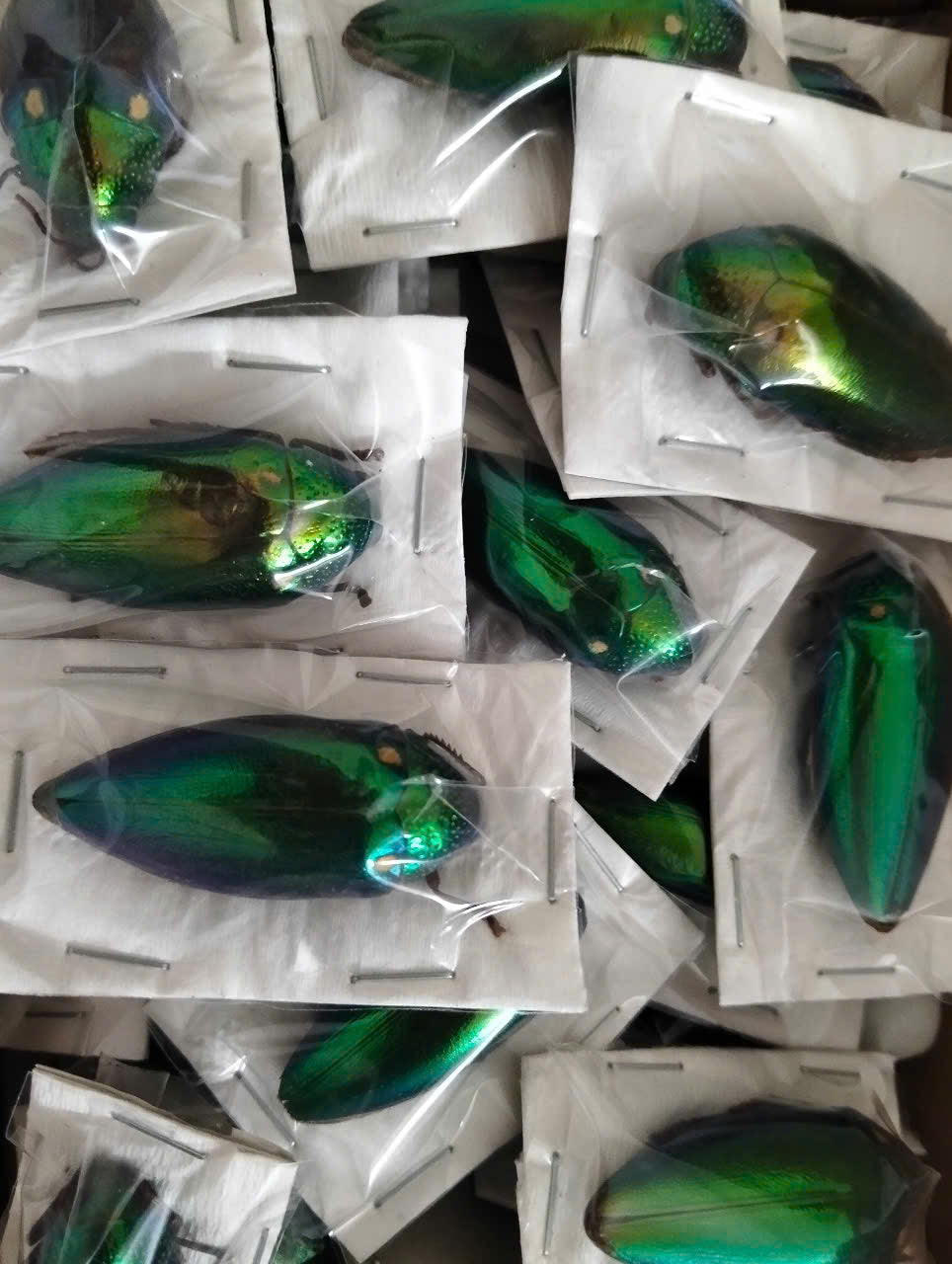 Sternocera aequisignata – Jewel Beetle | Closed Wings Specimen| Dried Taxidermy Specimen for Art, Science, Collection, Oddities Display