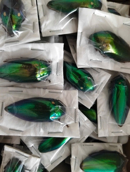 Sternocera aequisignata – Jewel Beetle | Closed Wings Specimen| Dried Taxidermy Specimen for Art, Science, Collection, Oddities Display