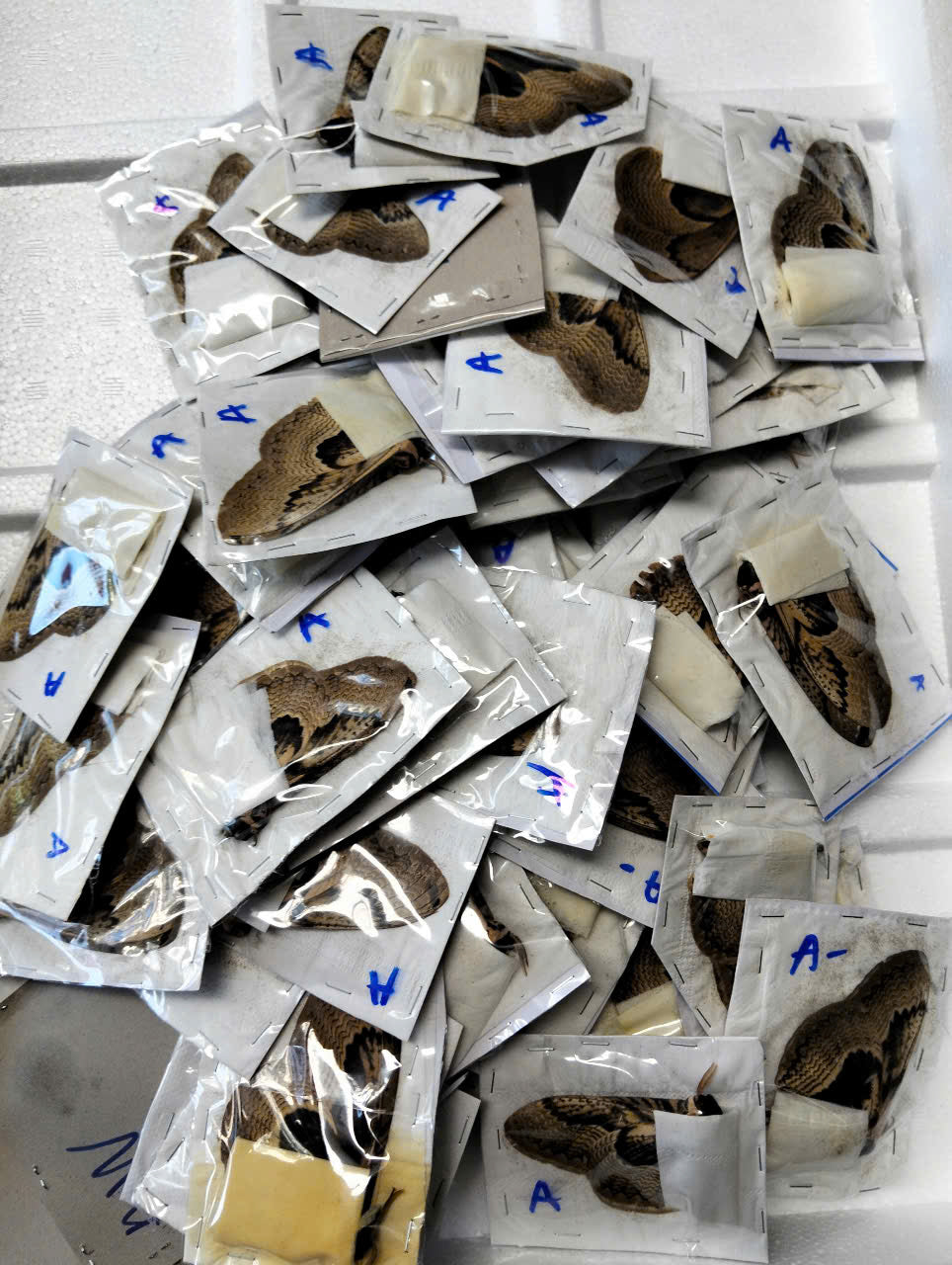 Brahmaea wallichii – Owl Moth A to A-| Closed Wings Specimen - Moth Taxidermy Unmounted Lepidoptera Art