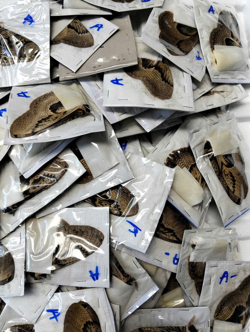 Brahmaea wallichii – Owl Moth A to A-| Closed Wings Specimen - Moth Taxidermy Unmounted Lepidoptera Art