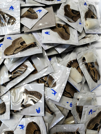 Brahmaea wallichii – Owl Moth A to A-| Closed Wings Specimen - Moth Taxidermy Unmounted Lepidoptera Art