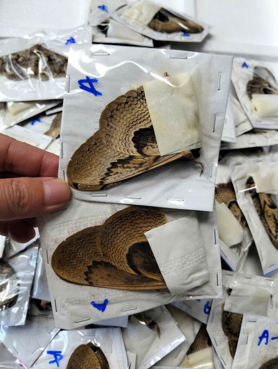 Brahmaea wallichii – Owl Moth A to A-| Closed Wings Specimen - Moth Taxidermy Unmounted Lepidoptera Art