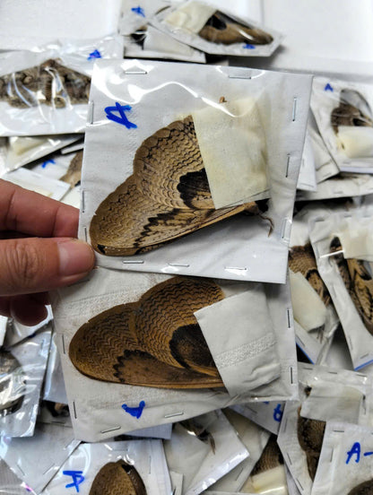 Brahmaea wallichii – Owl Moth A to A-| Closed Wings Specimen - Moth Taxidermy Unmounted Lepidoptera Art
