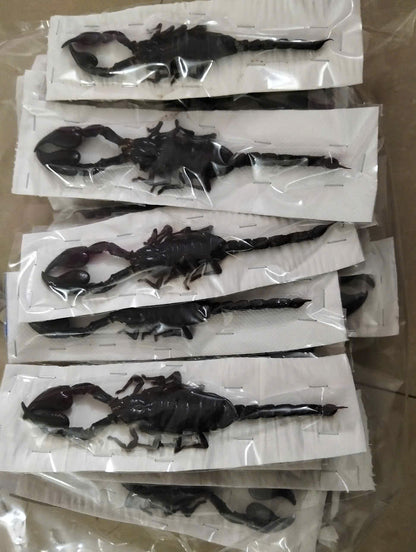 Real Scorpion Specimen (Heterometrus laoticus) - Dry Arachnid Taxidermy - Rare Exotic Scorpio - Insect Collector’s Display