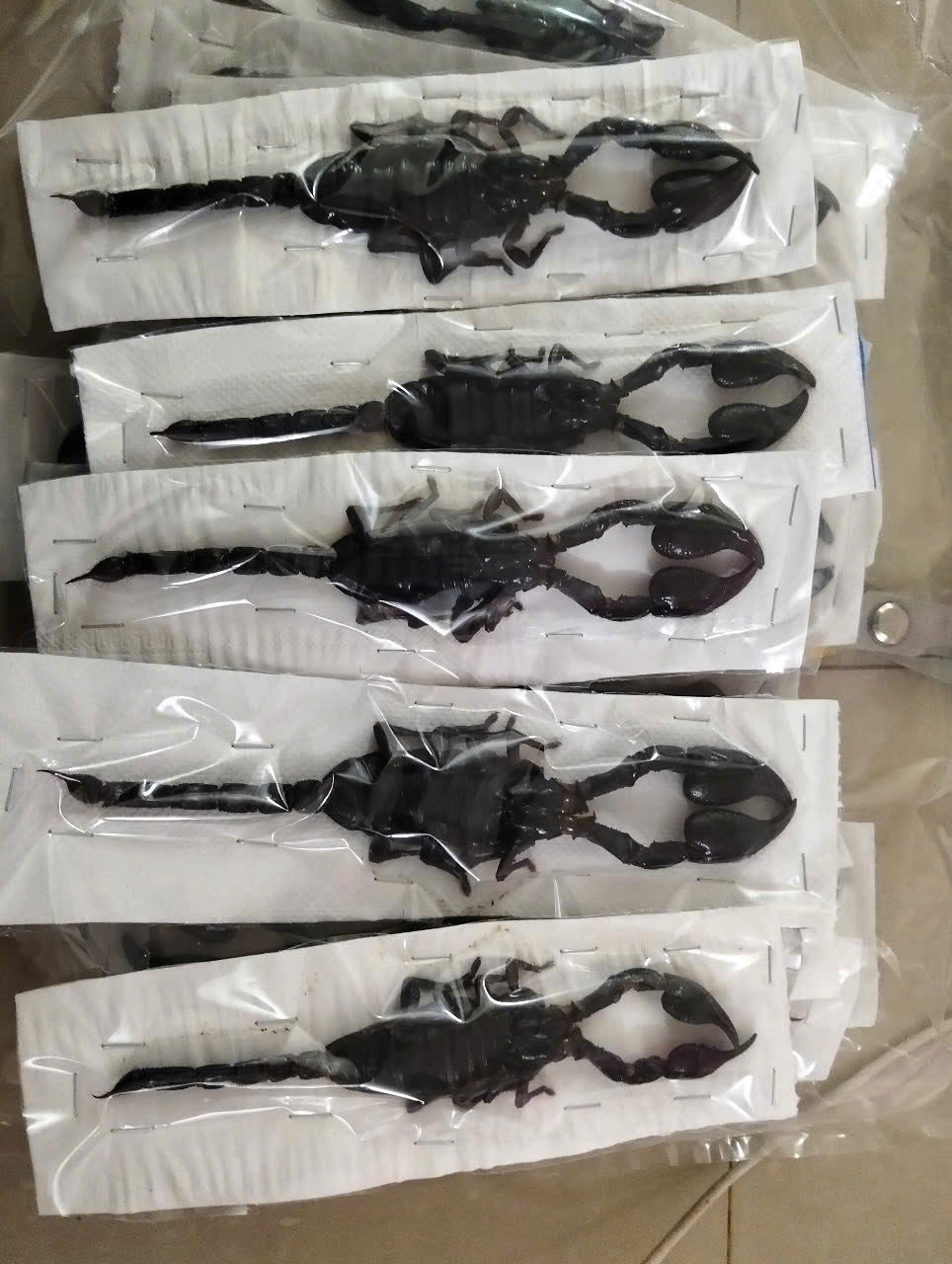 Real Scorpion Specimen (Heterometrus laoticus) - Dry Arachnid Taxidermy - Rare Exotic Scorpio - Insect Collector’s Display