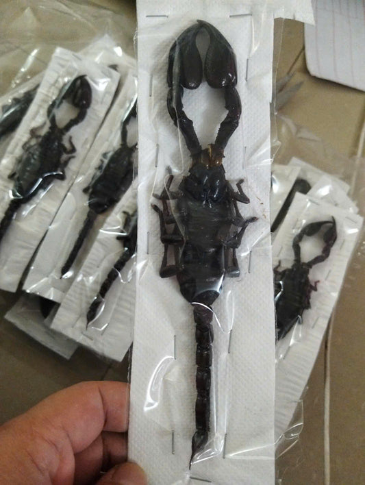 Pack of 50 Real Scorpion Specimen (Heterometrus laoticus) - Dry Arachnid Taxidermy - Rare Exotic Scorpio - Insect Collector’s Display