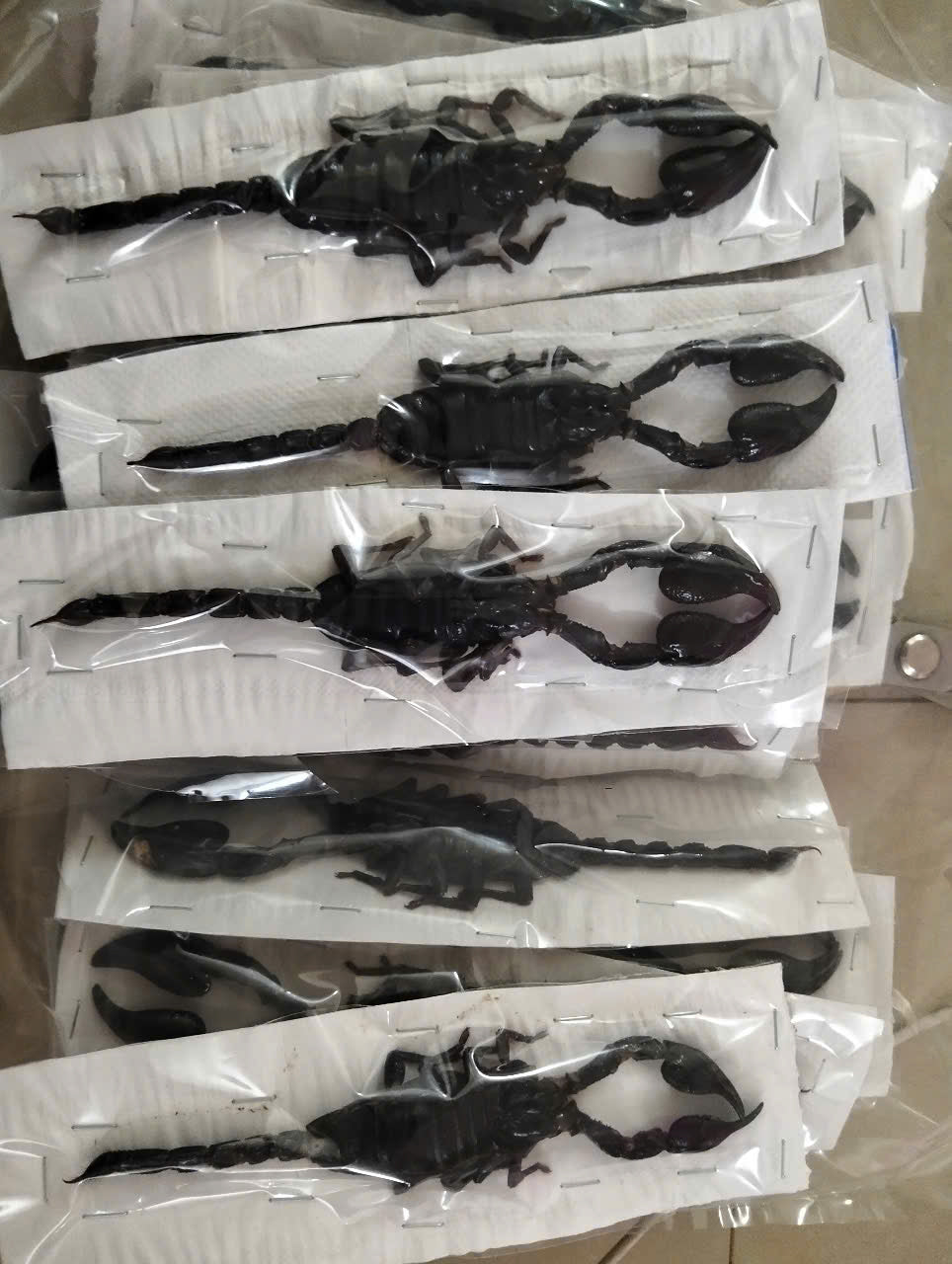 Real Scorpion Specimen (Heterometrus laoticus) - Dry Arachnid Taxidermy - Rare Exotic Scorpio - Insect Collector’s Display