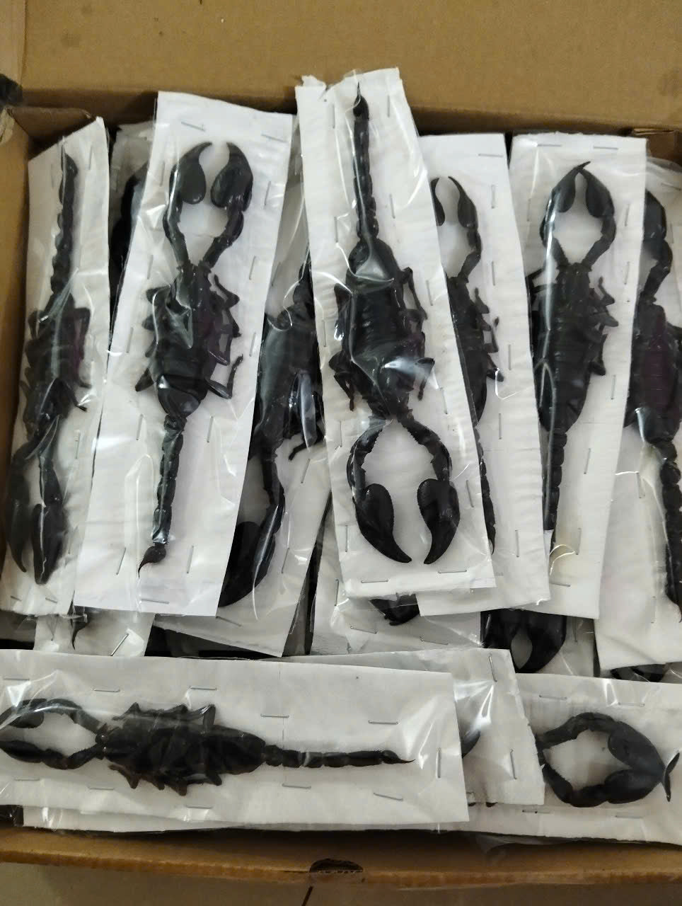 Real Scorpion Specimen (Heterometrus laoticus) - Dry Arachnid Taxidermy - Rare Exotic Scorpio - Insect Collector’s Display