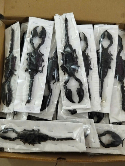 Real Scorpion Specimen (Heterometrus laoticus) - Dry Arachnid Taxidermy - Rare Exotic Scorpio - Insect Collector’s Display