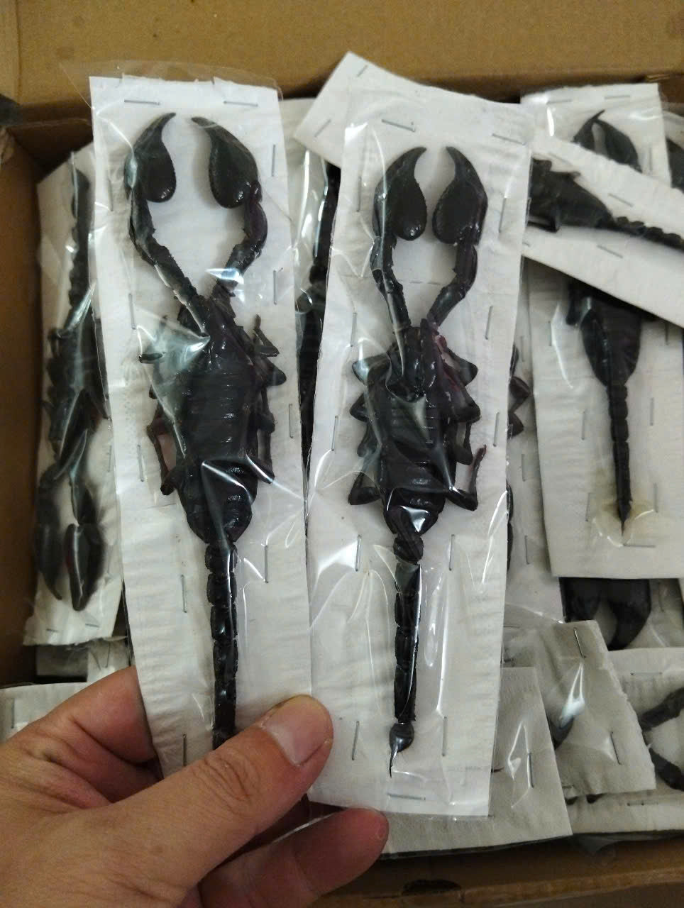 Real Scorpion Specimen (Heterometrus laoticus) - Dry Arachnid Taxidermy - Rare Exotic Scorpio - Insect Collector’s Display