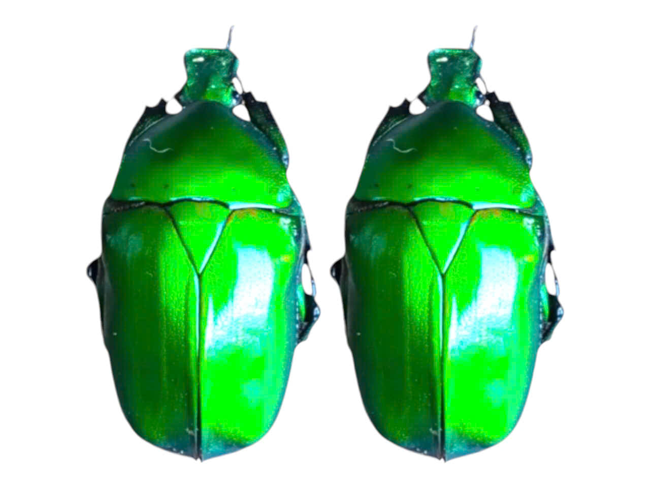 14 pcs Rhomborhina Beetle | Iridescent Dried Specimen | Scarab Taxidermy Oddities