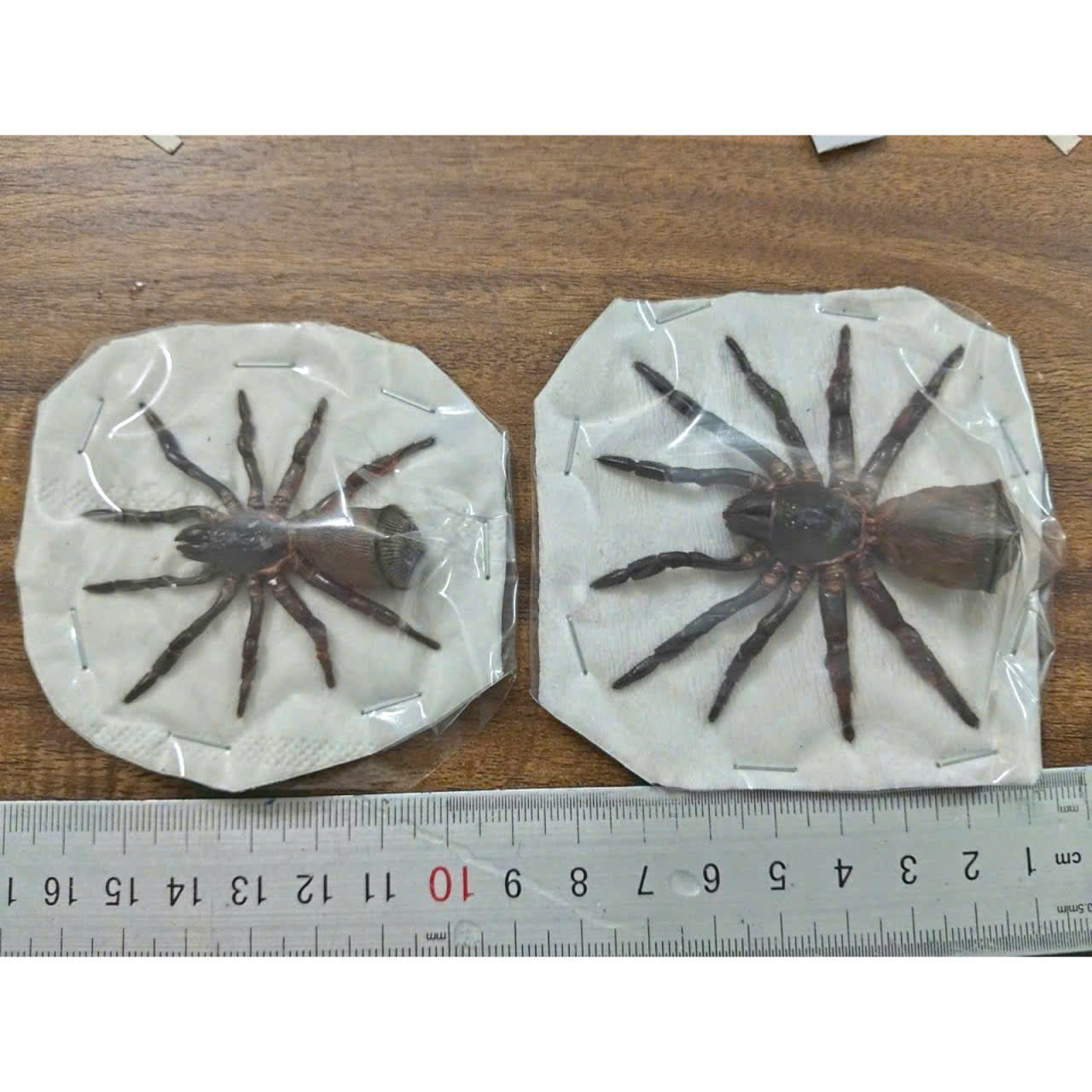 Pack of 2  Real Trapdoor Spider Specimens – Preserved Arachnid Specimens for Collectors and Natural History Display, Cyclocosmia ricketti