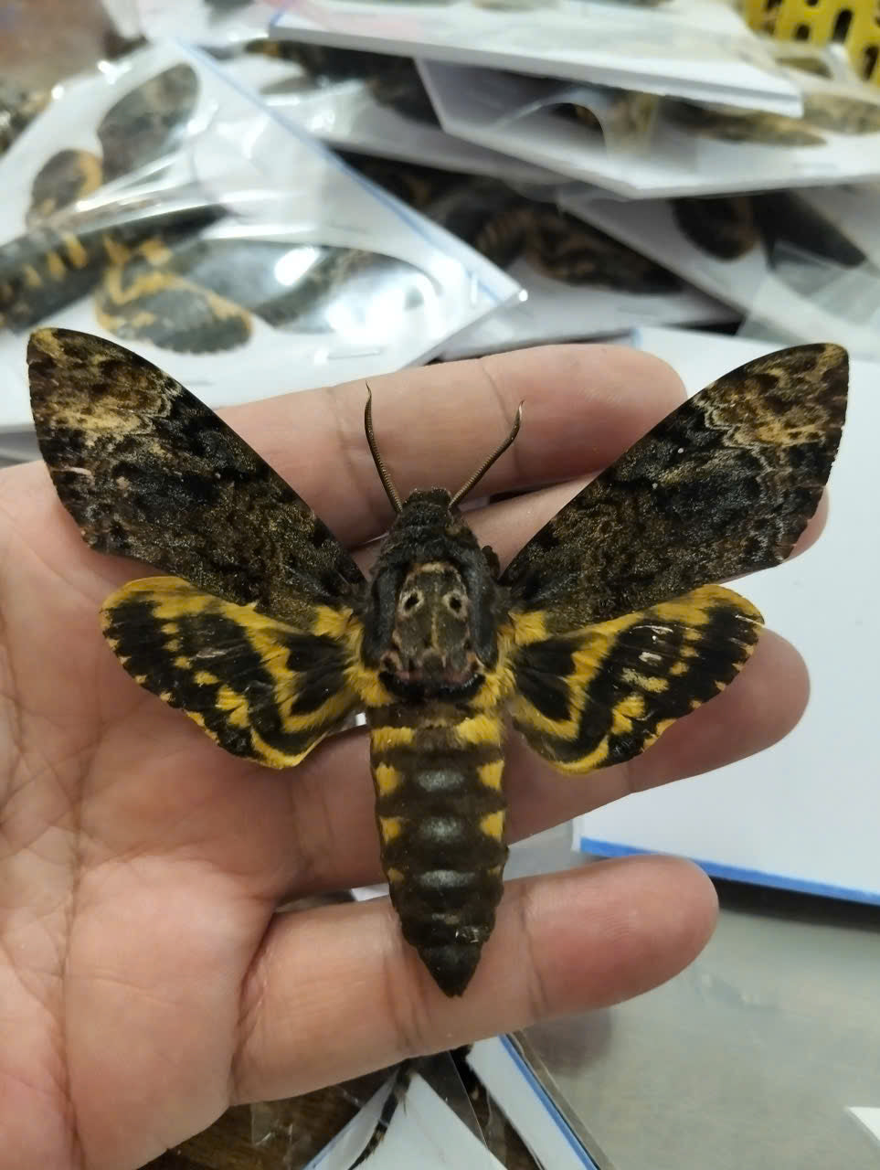 Pack of 10 Death Head Moth Spread Wing  | Acherontia lachesis Specimen | Gothic Insect Display