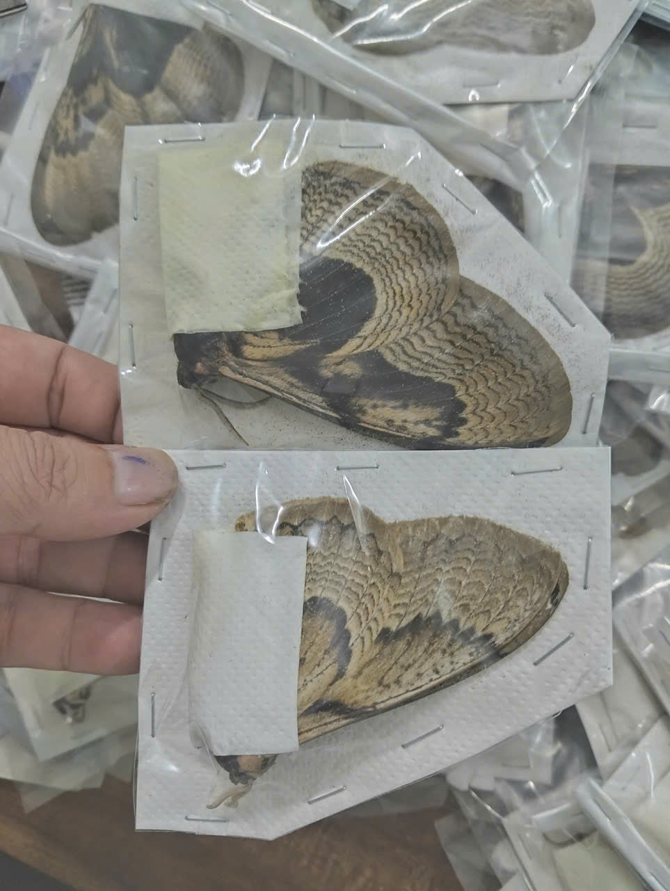 Pack of 2 Real Brahmaea hearseyi Owl Moth Specimens – A- Quality Dried Moths for Collection & Display