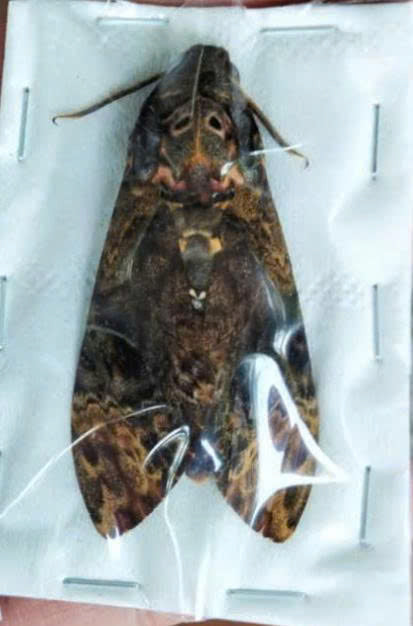 Pack of 50 Death Head Moth Closed Wings | Acherontia lachesis Specimen | Gothic Insect Display